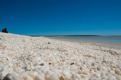 Millions of tiny white shells cover the shoreline at Shell Beach beside the calm waters of Shark Bay.