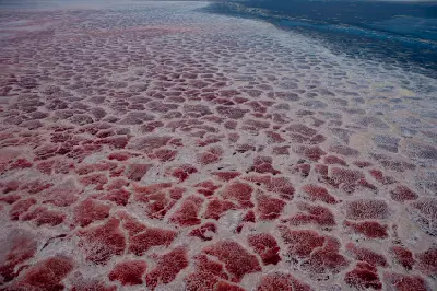 Aerial view of pink algae and white salt polygons covering the surface of Lake Natron, creating intricate natural patterns across the alkaline lake in northern Tanzania.