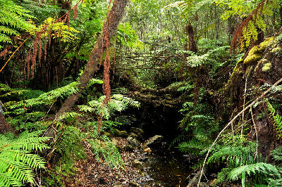 Dense indigenous forest with tree ferns, moss-covered vegetation and a small stream in the Knysna Forests, Garden Route, South Africa.