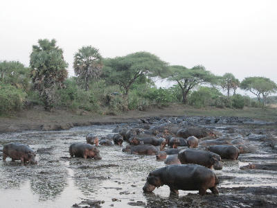 Hippos gathered in the shallow waters of the Katuma River in Katavi National Park, Tanzania.