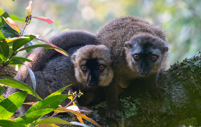Brown lemurs perched in tropical rainforest vegetation in Ranomafana National Park, Madagascar.