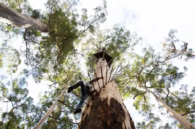 Climber ascending metal pegs on the Dave Evans Bicentennial Tree in Warren National Park, Western Australia.