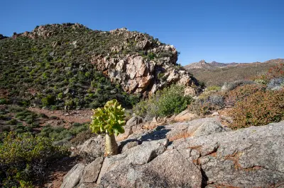Botterboom succulent growing on rocky slopes in Helskloof Pass, surrounded by rugged mountain terrain in the Richtersveld, Northern Cape.