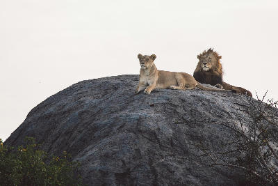 Male lion and lioness resting on a granite kopje in Seronera Valley, Serengeti National Park, Tanzania.