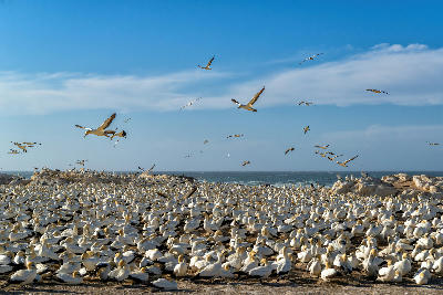 Cape gannet colony with birds in flight above Bird Island Nature Reserve near Lambert's Bay on South Africa's West Coast.