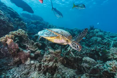 Green sea turtle swims above a coral reef surrounded by fish at Ningaloo Reef.