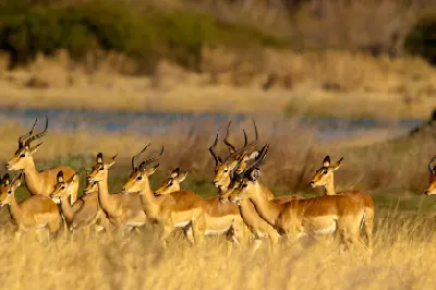 Herd of impala standing in the grasslands of Deception Valley in the Central Kalahari Game Reserve, Botswana.