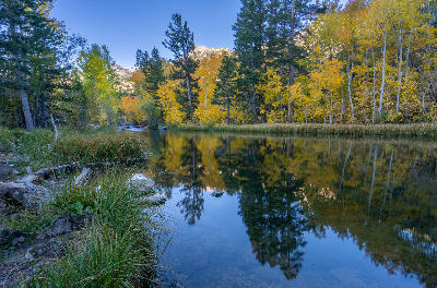 Weir Pond along Bishop Creek with still water reflecting yellow aspen trees and pine forest in fall, Eastern Sierra Nevada, California