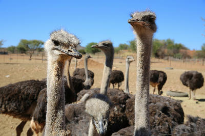 Close-up of ostriches standing inside a farm enclosure near Oudtshoorn in the dry Klein Karoo region of South Africa.
