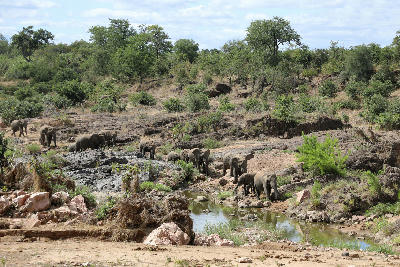 Herd of African elephants walking along the rocky Mphongolo River in northern Kruger National Park.