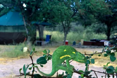 Green chameleon perched on a thorny branch with a safari campsite in the background in the Central Kalahari Game Reserve, Botswana.