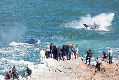 Southern right whales surfacing near rocky viewpoints in Walker Bay during whale watching season in Hermanus, South Africa.