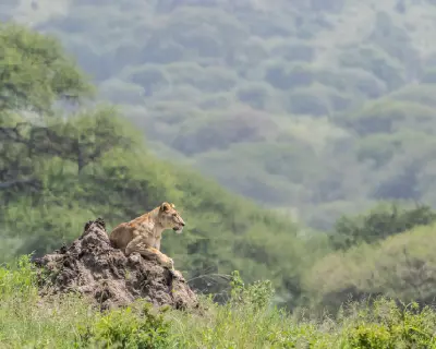 Lioness resting atop a termite mound overlooking the savanna in Tarangire National Park, Tanzania.