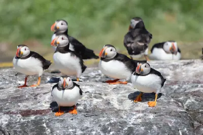 Group of Atlantic puffins standing together on grey rocks during the summer breeding season at the Farne Islands, Northumberland.