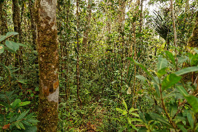 Dense tropical rainforest vegetation in eastern Madagascar near Ranomafana National Park