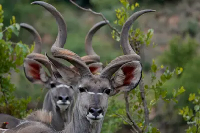 Male greater kudus with large spiral horns standing in bushveld vegetation in Madikwe Game Reserve, North West Province, South Africa.