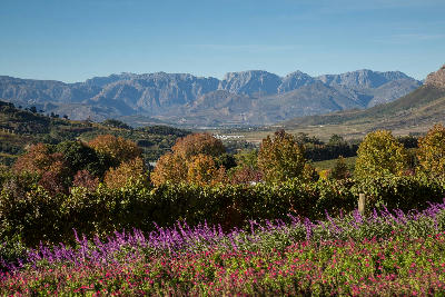 Vineyards and gardens at Delaire Graff Estate overlooking the Banhoek Valley and distant mountain ranges in the Cape Winelands.