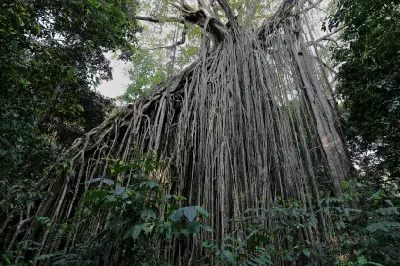 Massive curtain of hanging aerial roots on the Curtain Fig Tree near Yungaburra, Queensland.