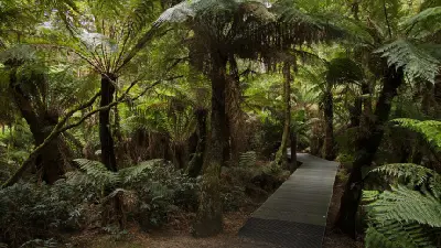 Boardwalk winding beneath tree ferns and ancient forest at Maits Rest in Great Otway National Park, Victoria.