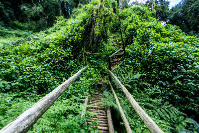 Wooden staircase and hiking trail through dense indigenous forest in Woodbush Forest, Magoebaskloof, Limpopo, South Africa.