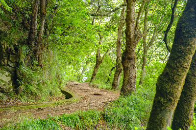 Forest path along the Vereda dos Balcões with a levada channel running beside the trail in Madeira.