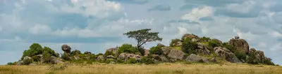 Granite kopjes and acacia trees rising above the grasslands at Moru Kopjes in Serengeti National Park, Tanzania.