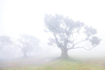 Fanal Forest, Madeira