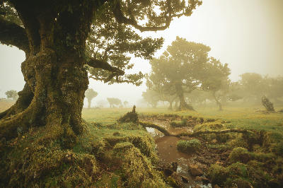 Fanal Forest, Porto Moniz, Madeira