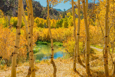 Golden aspen trees framing a clear creek in Bishop Creek Canyon during fall, Eastern Sierra Nevada, California