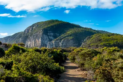Walking track through coastal vegetation below the cliffs of Cape Raoul, Tasmania.