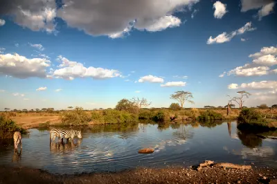 Zebras drinking at a waterhole beneath scattered acacia trees in Seronera Valley, Serengeti National Park, Tanzania.