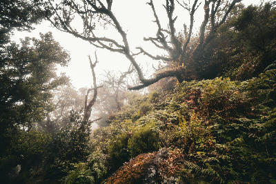 Ancient laurel trees emerging from mist in Fanal Forest on Madeira’s high plateau.