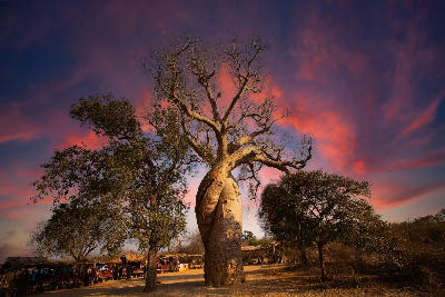 Large baobab tree at sunset near Avenue of the Baobabs in Madagascar beneath dramatic pink twilight clouds