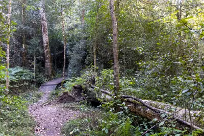 Forest path and wooden footbridge beneath indigenous trees in Knysna Forest on South Africa’s Garden Route.