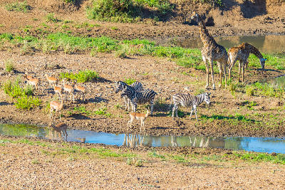 Zebras, giraffes and impalas beside the Shingwedzi River in Kruger National Park, South Africa.