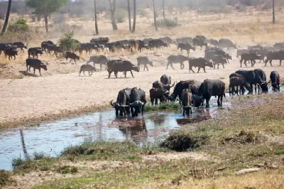 African buffalo drinking from the Great Ruaha River during the dry season in Ruaha National Park, Tanzania.