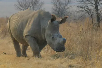 White rhinoceros walking through dry grassland in Rietvlei Nature Reserve near Pretoria.