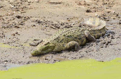 Nile crocodile resting on a muddy bank beside a wetland in Tarangire National Park, Tanzania.