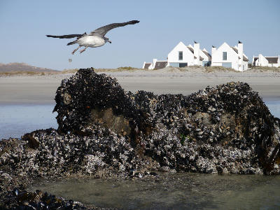 Seabird flying over mussel-covered rocks along the shoreline of Britannia Bay on South Africa's West Coast.