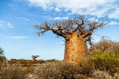 Ancient baobab tree rising above dry scrub vegetation in the arid landscapes of western Madagascar