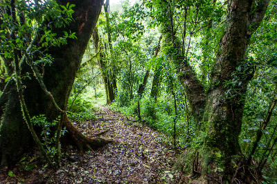 Forest trail winding between moss-covered indigenous trees in Woodbush Forest, Magoebaskloof, Limpopo, South Africa.