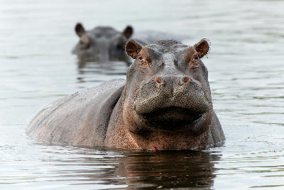 Hippo bull partially submerged in the waterways of Xakanaxa in Moremi Game Reserve, Botswana.