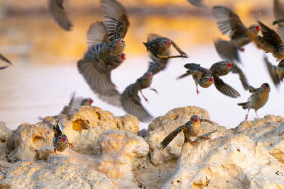 Red-billed queleas flying and drinking at a desert waterhole in the Nossob region of Kgalagadi.