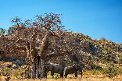 Elephants standing beneath a large baobab tree in Mapungubwe National Park, Limpopo, South Africa.