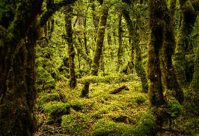 Lake Gunn Nature Walk, South Island, New Zealand