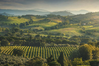 Landscape of the Morellino di Scansano wine vineyards in autumn. In the background the village of Montiano. Maremma, Province of Grosseto, Tuscany region, Italy