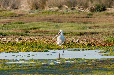 African spoonbill feeding in the tidal wetlands near Geelbek Bird Hide on Langebaan Lagoon, West Coast National Park, South Africa.