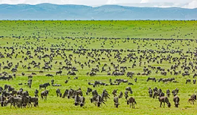 Thousands of wildebeest grazing across the open plains of Seronera Valley in Serengeti National Park, Tanzania during the Great Migration.