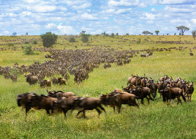 Thousands of wildebeest migrating across the open grasslands of Serengeti National Park during the Great Migration in Tanzania.
