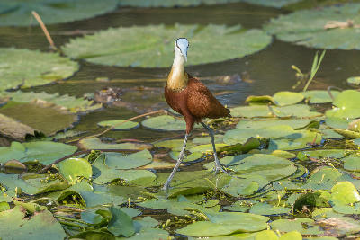 African Jacana standing on floating water lilies at Lake Panic in Kruger National Park.
